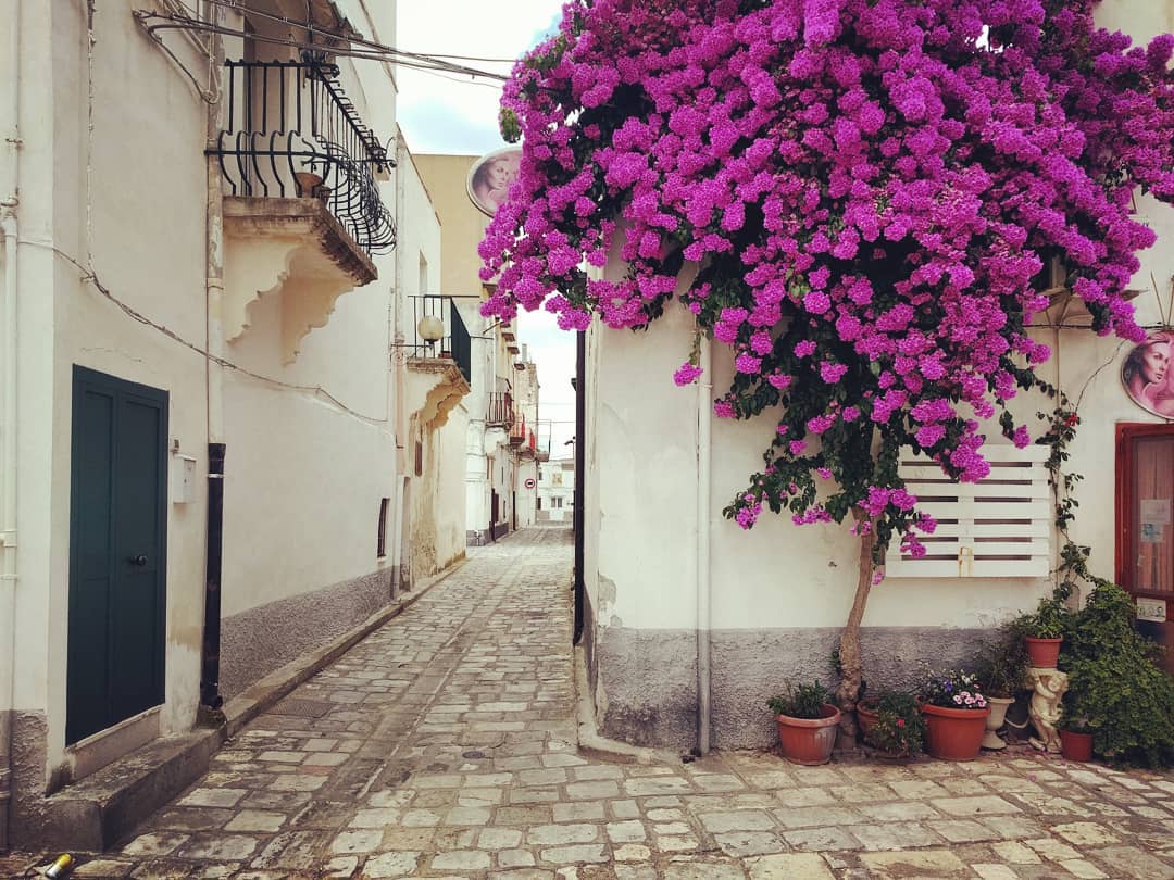 Lucania